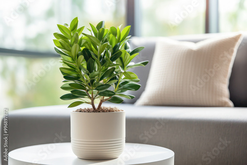 Potted green plant on a white table in a modern living room with soft natural light.