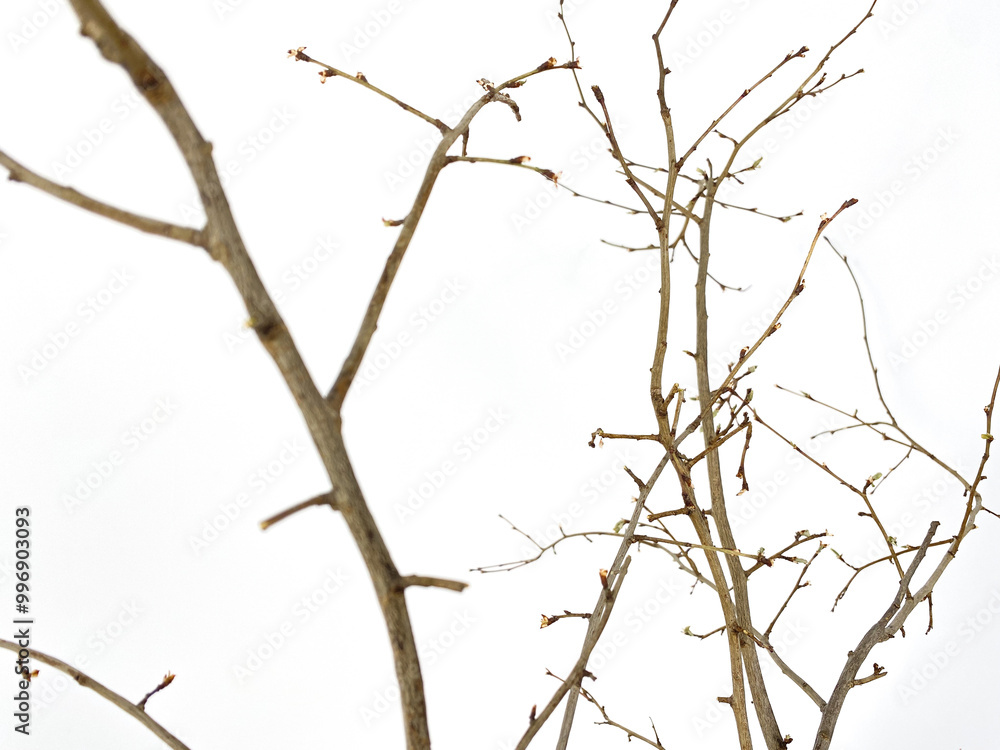 branches of a tree branches of a tree