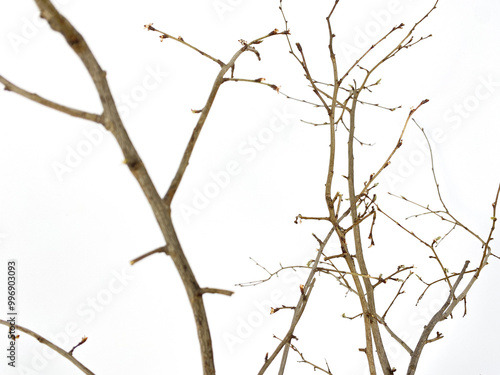 branches of a tree