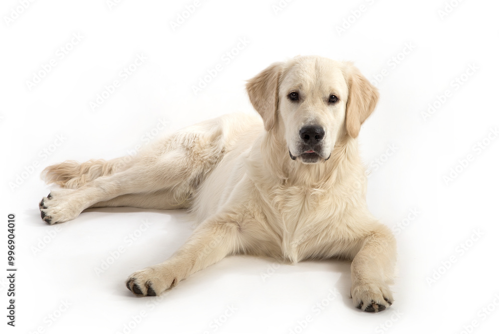 Portrait of a dog of the Golden Retriever breed on a white background. Portrait of a dog of the Golden Retriever breed on a white background.