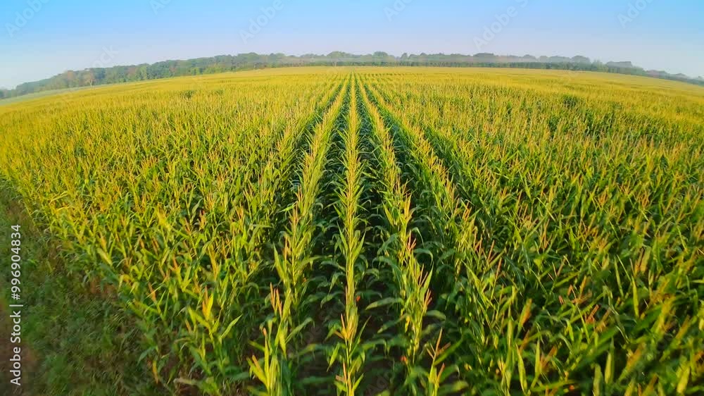 FPV drone view, flying fast and very low over vast corn field at daybreak.
FPV drone view, flying fast and very low over vast corn field at daybreak.