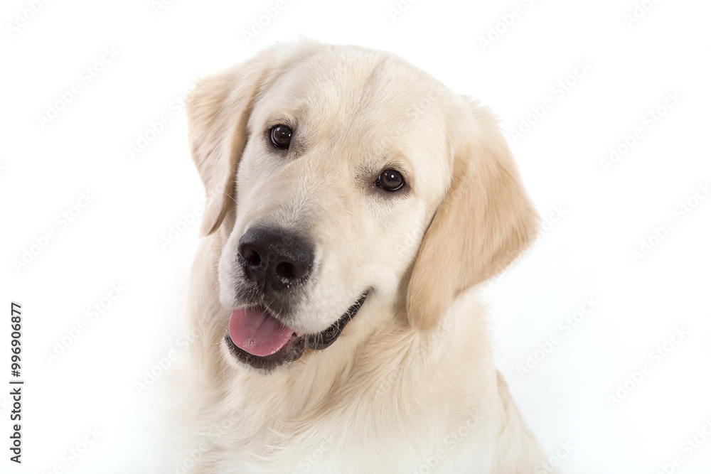 Portrait of a dog of the Golden Retriever breed on a white background. Portrait of a dog of the Golden Retriever breed on a white background.