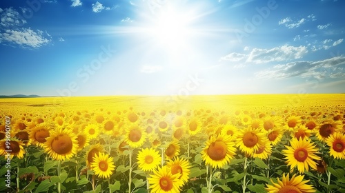 Vibrant sunflower field under a bright sun in a serene rural landscape during a clear summer day