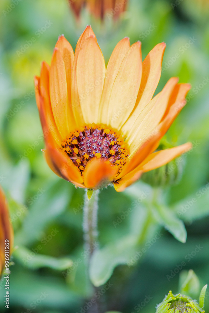 This is a striking closeup image of a vibrant orange flower, which showcases its beautiful yellow center, bringing the colors to life This is a striking closeup image of a vibrant orange flower, which showcases its beautiful yellow center, bringing the colors to life