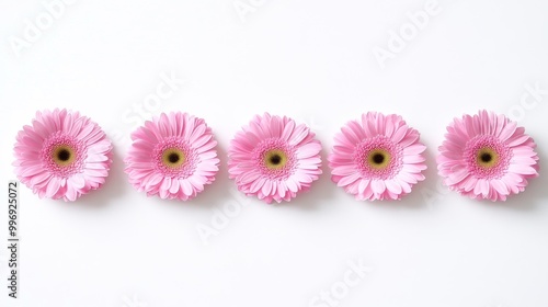 Pink Gerber daisy flower isolated on transparent background