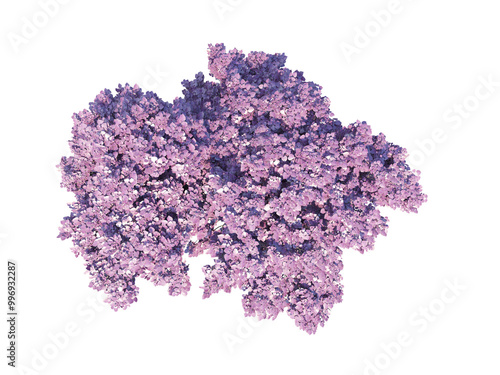 Tableau sur toile Eastern Redbud top view png alpha chanel