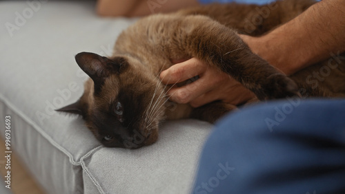 Schilderij op canvas A man caresses a brown siamese cat resting on a sofa in a cozy indoor setting