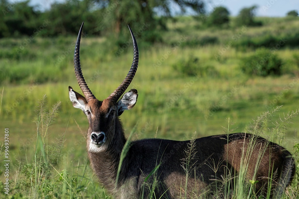 Fototapeta premium waterbuck antelope in the grassland of Murchison falls national park in Uganda