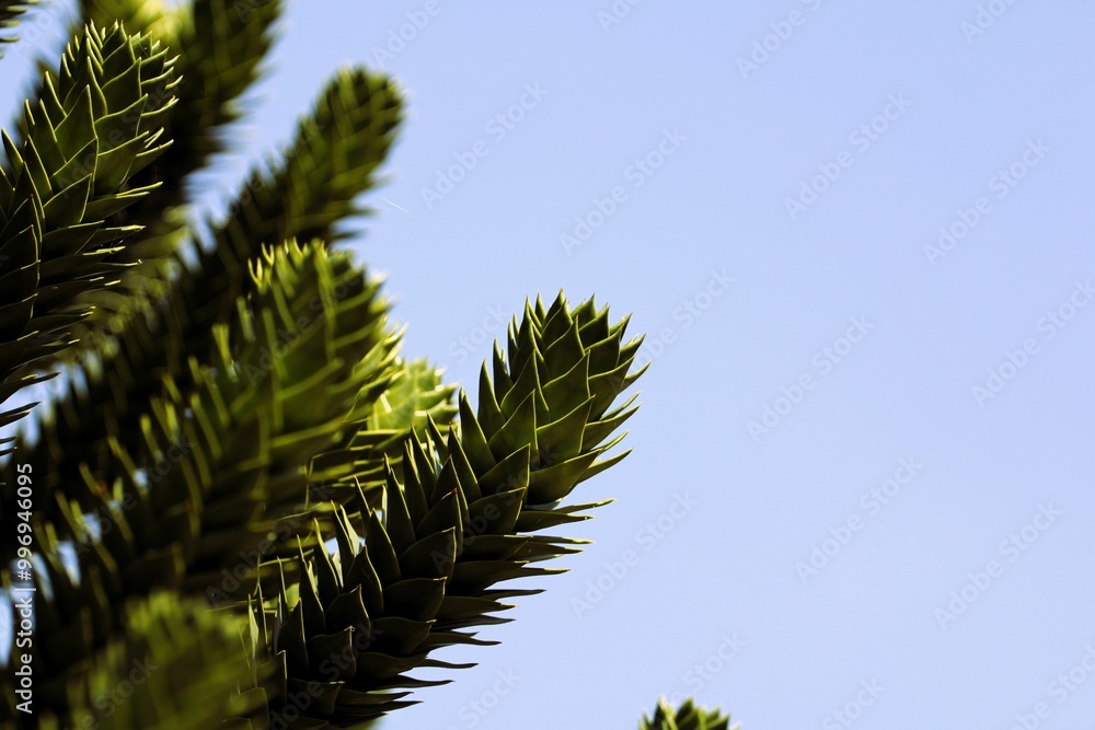 silhouettes of exotic plant leaves against a blue summer sky
