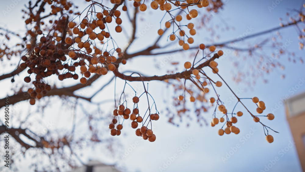 Close-up of melia azedarach chinaberry tree berries against a clear blue sky in murcia, spain, portraying a serene outdoor scenery. Close-up of melia azedarach chinaberry tree berries against a clear blue sky in murcia, spain, portraying a serene outdoor scenery.