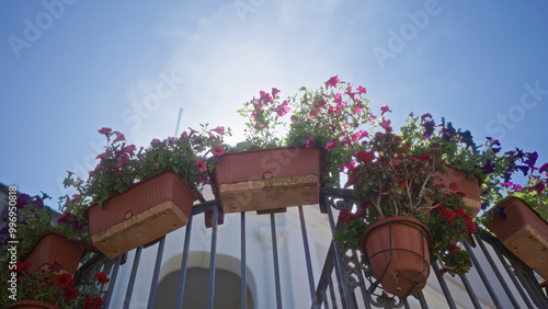 Petunias in terracotta pots on a metal railing bask under the bright sun in an outdoor garden in puglia, italy, against a clear blue sky.