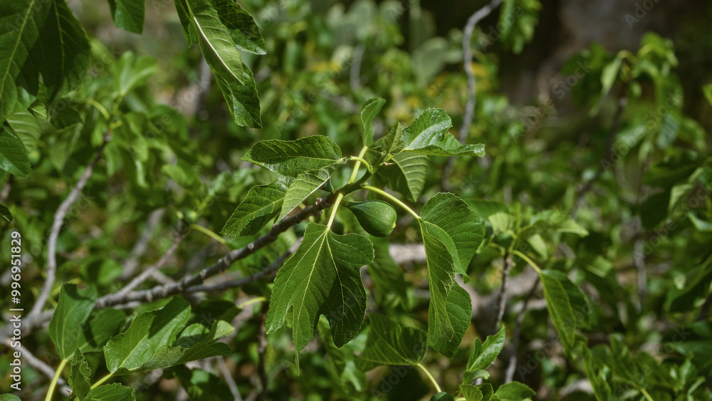 A mediterranean fig tree, ficus carica, with lush green leaves and unripe figs growing outdoors in puglia, italy, showcasing the vibrant plant life typical of southern italian landscapes. A mediterranean fig tree, ficus carica, with lush green leaves and unripe figs growing outdoors in puglia, italy, showcasing the vibrant plant life typical of southern italian landscapes.