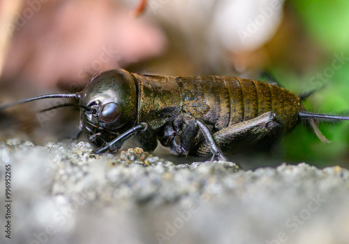 The field cricket (Gryllus campestris) is a species of insect from the order of Diptera. It lives on borders, grassy slopes and drier meadows. photo