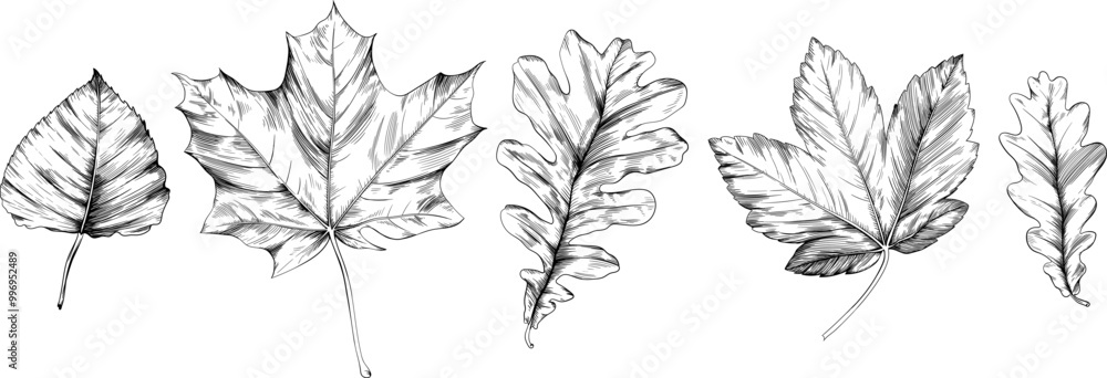 Hand drawn autumn leaves set. Black and white engraved ink art collection. Isolated leaf illustration element on white background. Hand drawn autumn leaves set. Black and white engraved ink art collection. Isolated leaf illustration element on white background.