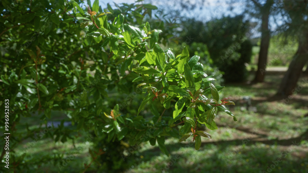 A pomegranate tree punica granatum branch with vibrant green leaves and young red shoots grows in a sunlit garden in puglia, italy, surrounded by lush vegetation and natural outdoor scenery. A pomegranate tree punica granatum branch with vibrant green leaves and young red shoots grows in a sunlit garden in puglia, italy, surrounded by lush vegetation and natural outdoor scenery.