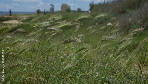 Wild barley, hordeum murinum, sways in the wind in a rural grassy field in puglia, italy with distant figures and a building against a partly cloudy sky.