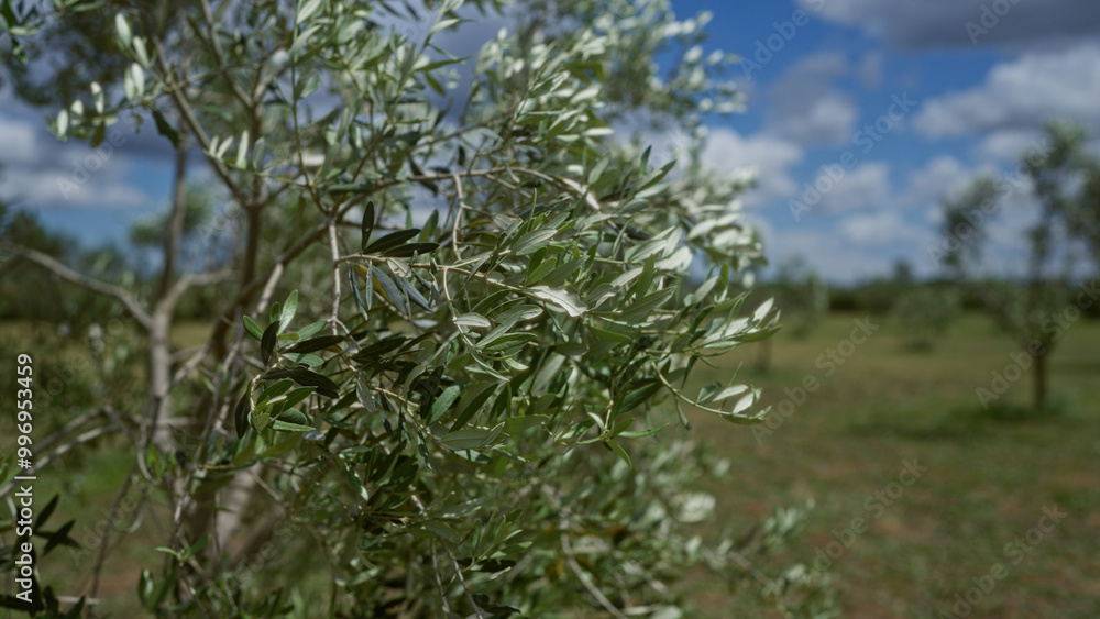 Olive tree branches with silver-green leaves in a sunny olive grove in puglia, italy, under a blue sky with scattered clouds. Olive tree branches with silver-green leaves in a sunny olive grove in puglia, italy, under a blue sky with scattered clouds.
