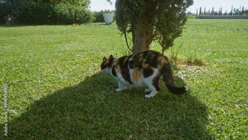 A calico cat in the outdoors explores the grassy garden under the bright sunlight with a lush hedge and a tree providing shade in the background. photo