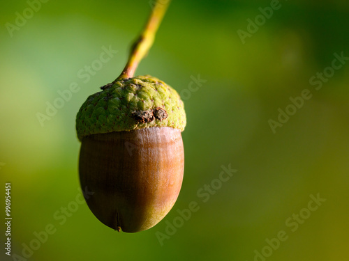 Oak leaf, acorn on oak tree background. photo