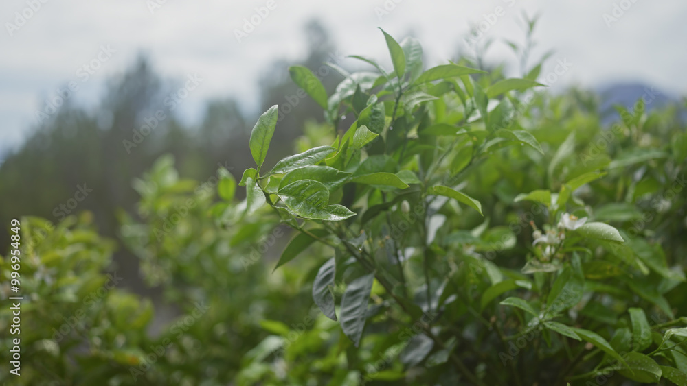 Close-up view of fresh green tea leaves, camellia sinensis, in a plantation with a blurred background. Close-up view of fresh green tea leaves, camellia sinensis, in a plantation with a blurred background.