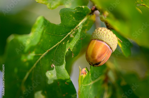 Oak leaf, acorn on oak tree background. photo