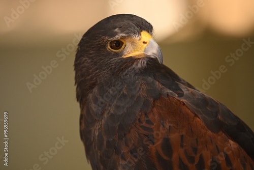 Harris Hawk