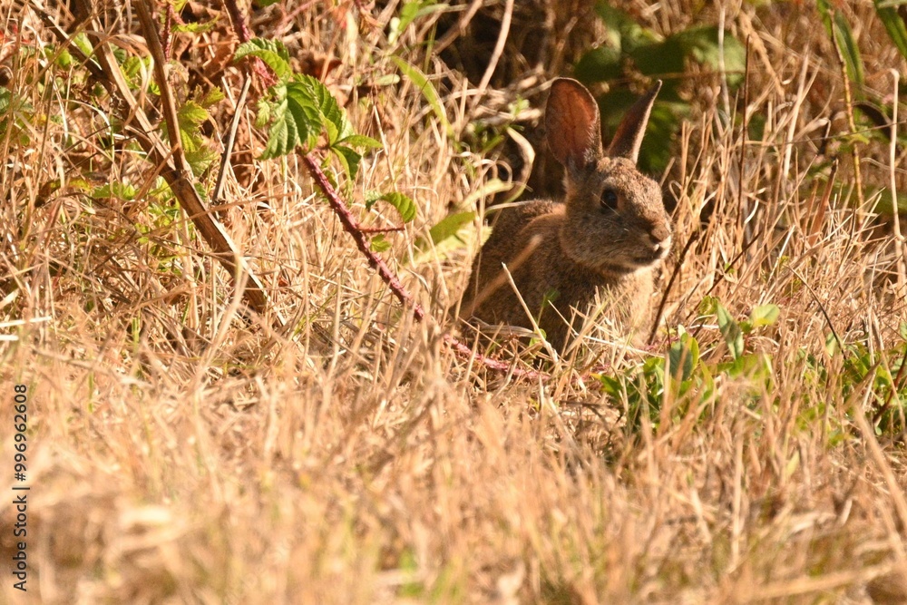 Fototapeta premium Cotton Tail