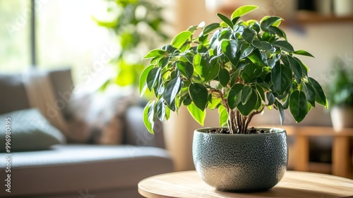 The leafy branches of a ficus Benjamin plant fill a round pot. This shows how houseplants add a touch of green to any home. photo