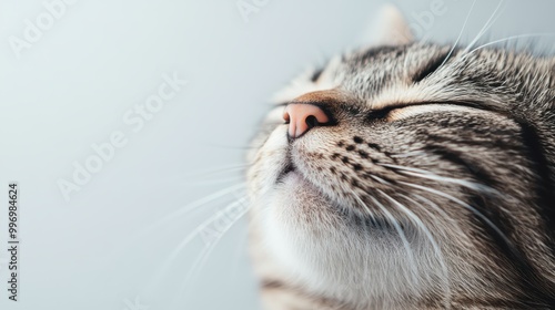 A close-up image of a cat with its eyes closed and a slight smile, capturing a moment of pure contentment and relaxation, conveying calmness and tranquility.