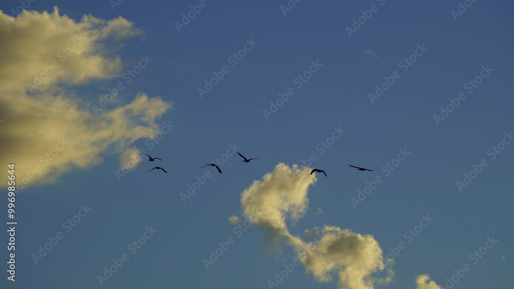 Canadian Geese families flying and swimming on a tranquil lake at sunset. The scene captures the geese silhouetted against the sky, with clouds, blue sky, and warm sunset colors. Canadian Geese families flying and swimming on a tranquil lake at sunset. The scene captures the geese silhouetted against the sky, with clouds, blue sky, and warm sunset colors.