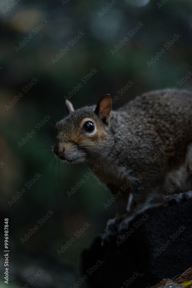 Squirrel in the Park Squirrel in the Park
