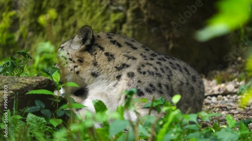 Snow leopard lying in zoo