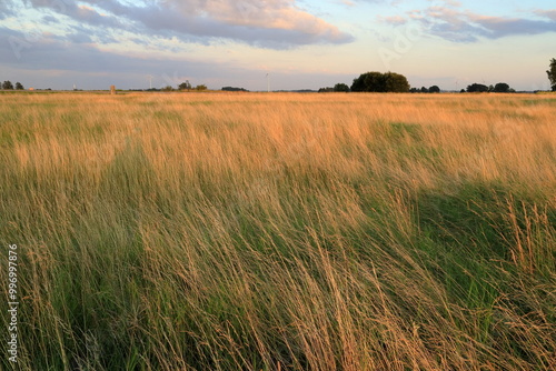Fototapeta Naklejka Na Ścianę i Meble -  Swedish summer field. Vara, Västergötland, Sweden.