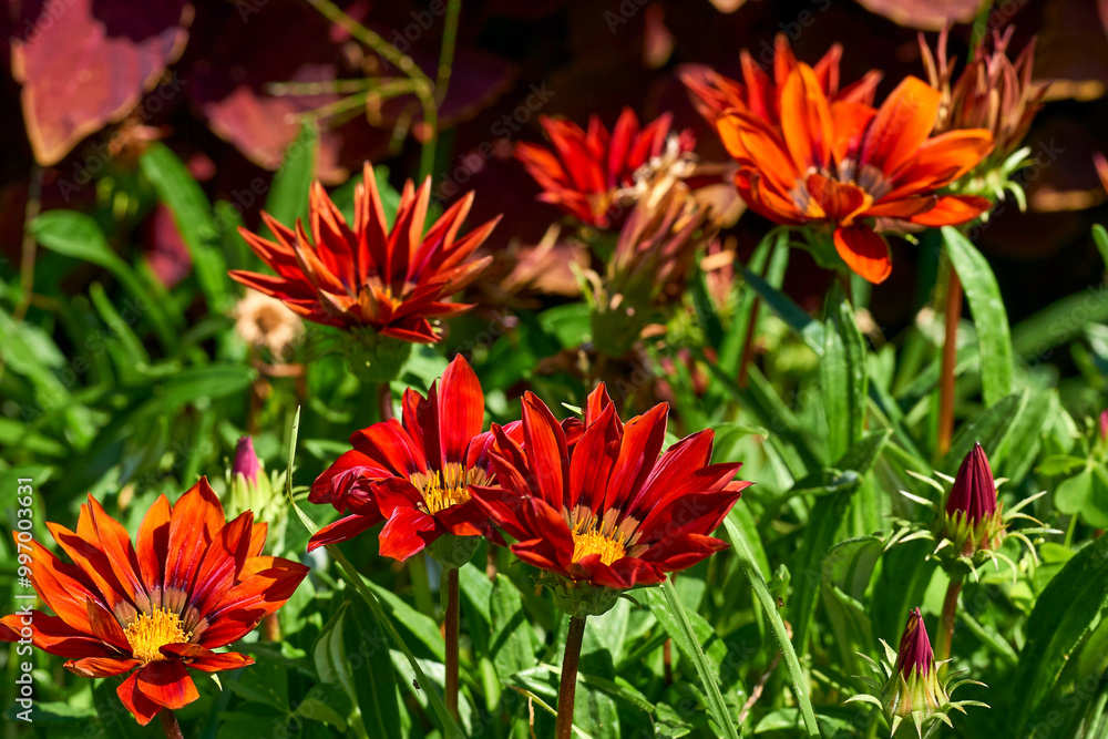 Decorative sunflower red sun on a garden flower bed Decorative sunflower red sun on a garden flower bed