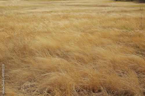 Dry Grass Crackles Underfoot on Scorching Summer Day, Parched by Relentless Heat