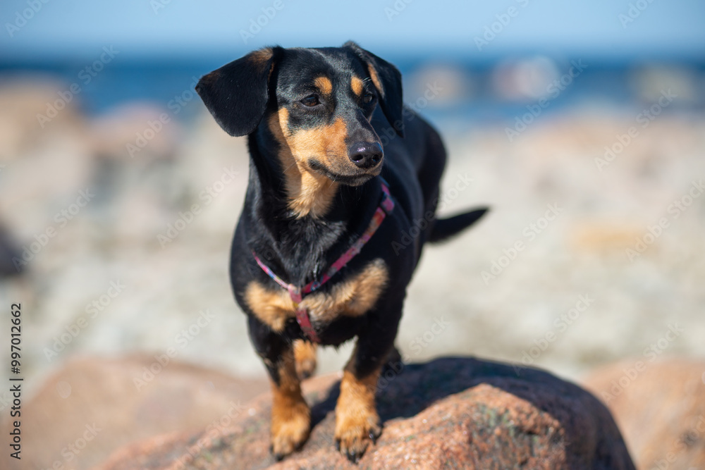 Portrait of dachshund dog stands on a stone Portrait of dachshund dog stands on a stone