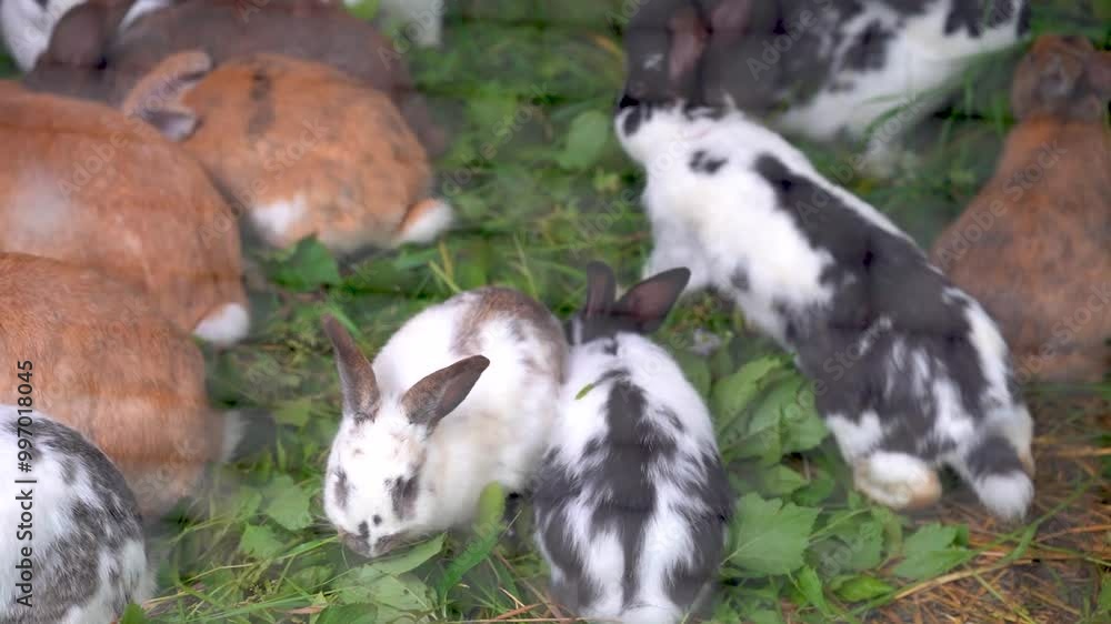 Diversity of small adorable rabbits, white, black and brown baby fluffy animals sitting and eating green grass. Several bunny on eco farm . High quality FullHD footage Diversity of small adorable rabbits, white, black and brown baby fluffy animals sitting and eating green grass. Several bunny on eco farm . High quality FullHD footage