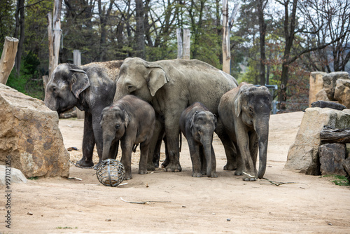 Elephants with a baby elephant