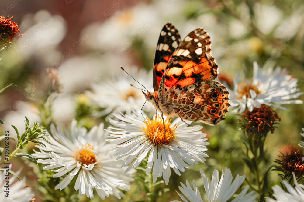 Butterfly Scoters feeds on nectar on white flowers in the autumn garden Butterfly Scoters feeds on nectar on white flowers in the autumn garden