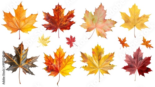 Collection of autumn leaves isolated on transparent background 