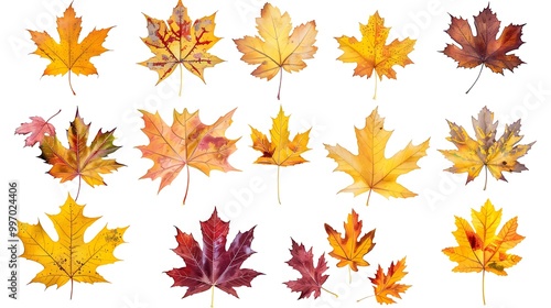 Collection of autumn leaves isolated on transparent background 