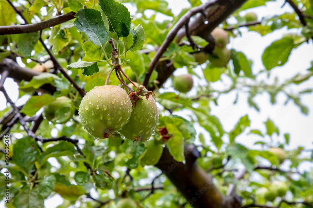Green apples hanging from tree branches with a rain drops Green apples hanging from tree branches with a rain drops