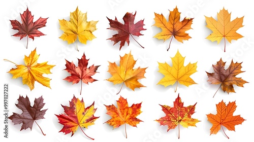 autumn leaves background