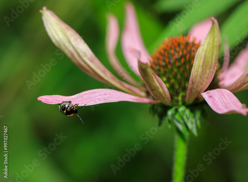 Green stinkbug nymph on a coneflower petal. photo