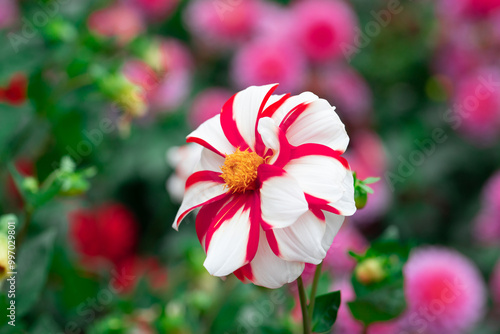 white dahlia with red streaks on its petals
