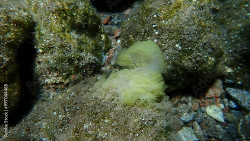 Golden algae (Chrysophaeum taylorii) undersea, Aegean Sea, Greece, Santorini island photo