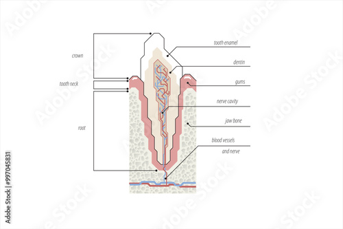 Modern style line illustration of a tooth cross section on a white background. With English explanation.