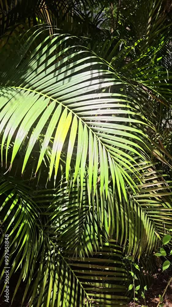 Palm tree leaves - Fronds Palm tree leaves - Fronds