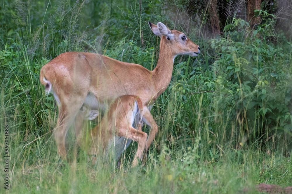 Fototapeta premium young impala suckling on its mother at Murchison falls National park in Uganda
