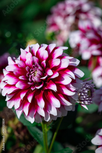 Pink dahlias with white  streaks on its petals.